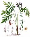 Saw-Wort - Serratula tinctoria L.