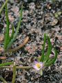 Greater Sea-Spurrey - Spergularia media (L.) C. Presl