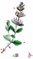 Wall Germander - Teucrium chamaedrys L.