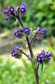 Italienische Ochsenzunge - Anchusa azurea Mill.