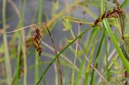 Flat-Sedge - Blysmus compressus (L.) Link