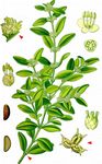 Gewöhnlicher Buchsbaum - Buxus sempervirens L. 