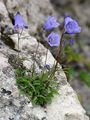 Zwerg-Glockenblume - Campanula cochleariifolia Lam.