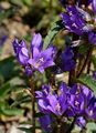 Büschel-Glockenblume - Campanula glomerata L.