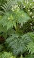 Gold-Kälberkropf - Chaerophyllum aureum L.