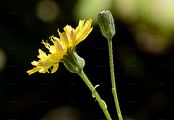 Smooth Hawk's-Beard - Crepis capillaris (L.) Wallr.