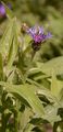 Berg-Flockenblume - Cyanus montanus (L.) Hill