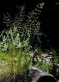 Rasen-Schmiele - Deschampsia cespitosa (L.) P. Beauv.