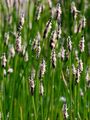 Common Spike-Rush - Eleocharis palustris (L.) R. Br.