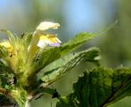 Large-Flowered Hemp-Nettle - Galeopsis speciosa Mill.