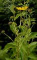 Elecampane - Inula helenium L.