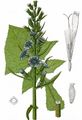 Alpen-Milchlattich - Lactuca alpina (L.) A. Gray