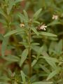 Small Toadflax - Microrrhinum minus (L.) Fourr.