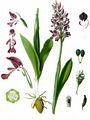 Helm-Knabenkraut - Orchis militaris L.