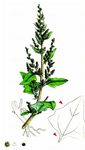 Dickblättriger Gänsefuß - Oxybasis chenopodioides (L.) S. Fuentes & al. 