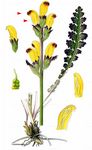 Karlszepter - Pedicularis sceptrum-carolinum L. 