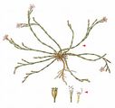 Tunicflower - Petrorhagia saxifraga (L.) Link