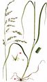 Meadow Fescue - Schedonorus pratensis (Huds.) P. Beauv.