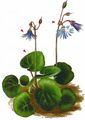 Mountain Snowbell - Soldanella montana Willd.