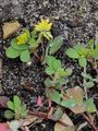 Lesser Trefoil - Trifolium dubium Sibth.