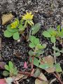 Kleiner Klee - Trifolium dubium Sibth.