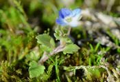 Grey Field-Speedwell - Veronica polita Fr.