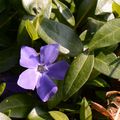 Lesser Periwinkle - Vinca minor L.