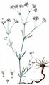 Squinancywort - Asperula cynanchica L.
