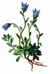 Cenisische Glockenblume - Campanula cenisia L. 