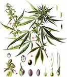 Echter Hanf - Cannabis sativa L. 