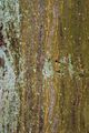 Hornbeam - Carpinus betulus L.