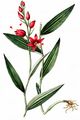 Red Helleborine - Cephalanthera rubra (L.) Rich.