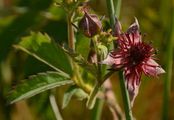 Sumpfblutauge - Comarum palustre L.