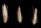 Binsen-Schmiele - Deschampsia media (Gouan) Roem. & Schult.