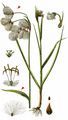 Broad-Leaved Cottongrass - Eriophorum latifolium Hoppe