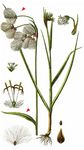 Breitblättriges Wollgras - Eriophorum latifolium Hoppe 