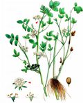 Knotenblütiger Sellerie - Helosciadium nodiflorum (L.) W. D. J. Koch 