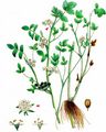 Fool's-Water-Cress - Helosciadium nodiflorum (L.) W. D. J. Koch