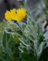 Zottiges Habichtskraut - Hieracium villosum Jacq.