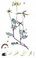 Horseshoe Vetch - Hippocrepis comosa L.