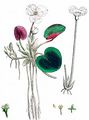 Frogbit - Hydrocharis morsus-ranae L.