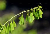 Woad - Isatis tinctoria L.