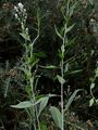 Dittander - Lepidium latifolium L.