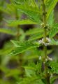 Gipsywort - Lycopus europaeus L.