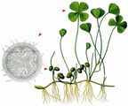 European Waterclover - Marsilea quadrifolia L.