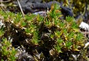 Cyphel - Minuartia sedoides (L.) Hiern