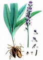 Purpur-Knabenkraut - Orchis purpurea Huds.
