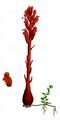 Thyme Broomrape - Orobanche alba Willd.