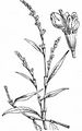 Kleiner Knöterich - Persicaria minor (Huds.) Opiz