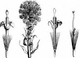 Butterbur - Petasites hybridus (L.) G. Gaertn. & al.